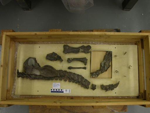 Analcimorphus giganteus