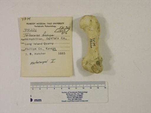 Rhinocerotidae
