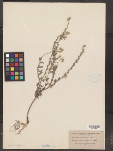 Berteroa incana