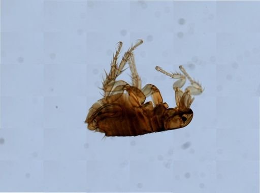 Ctenocephalides felis