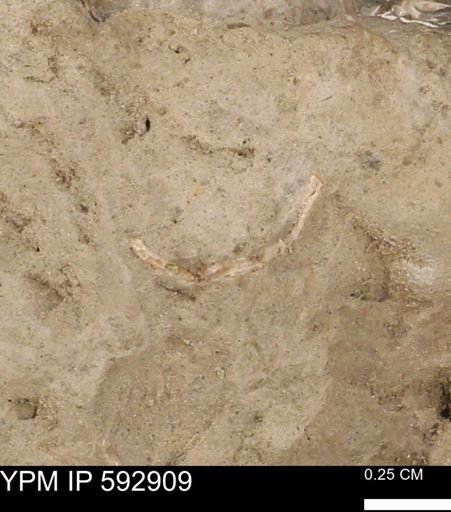 undet. Mollusca