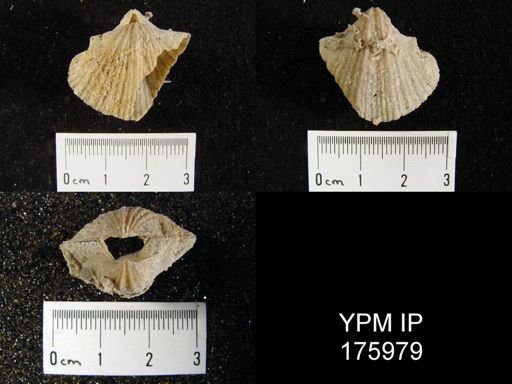 Neospirifer sp.