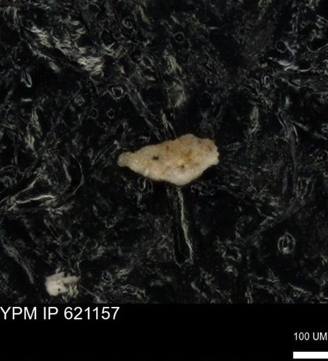 undet. Foraminiferida