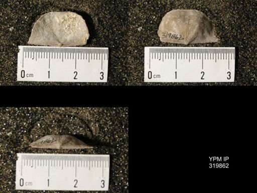 Chonetes granulifer meekanus