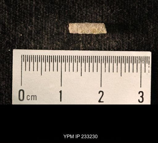Archaeocidaris sp.