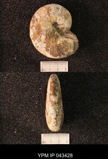 Hoploscaphites nicolletii