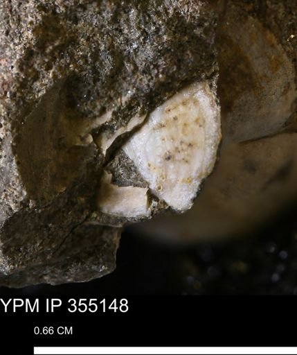 Protocardia sp.