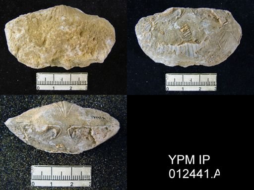 Spirifer huecoensis