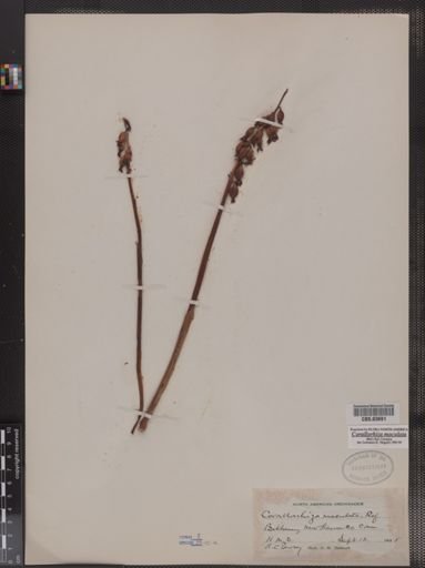 Corallorhiza maculata