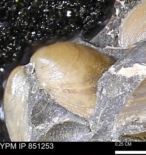 Limopsis striatopunctatus