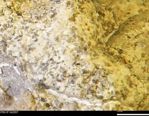 undet. Mollusca