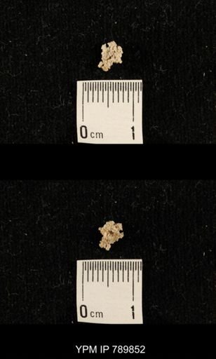 undet. Crinoidea