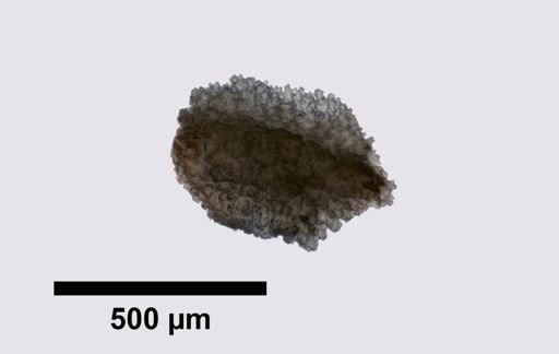 Sclerotelesto tesselata