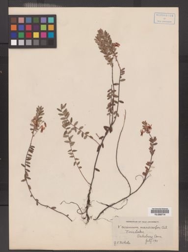 Vaccinium macrocarpon