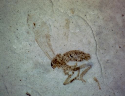 Diptera?