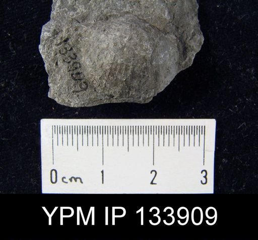 Stropheodonta inaequistriata
