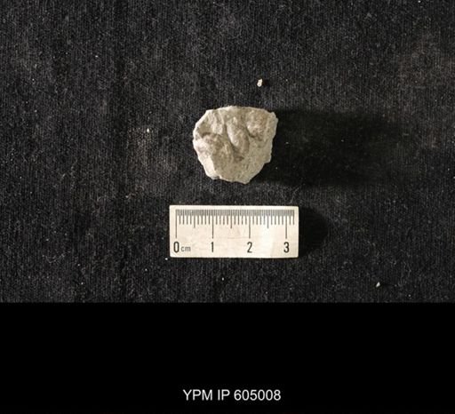 Plectambonites glabra