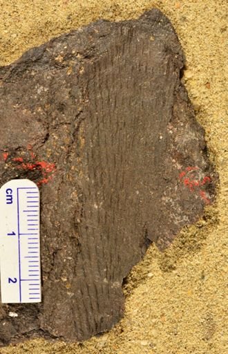 Lepidodendron sp.