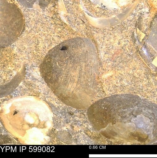 undet. Bryozoa