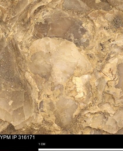 undet. Mollusca