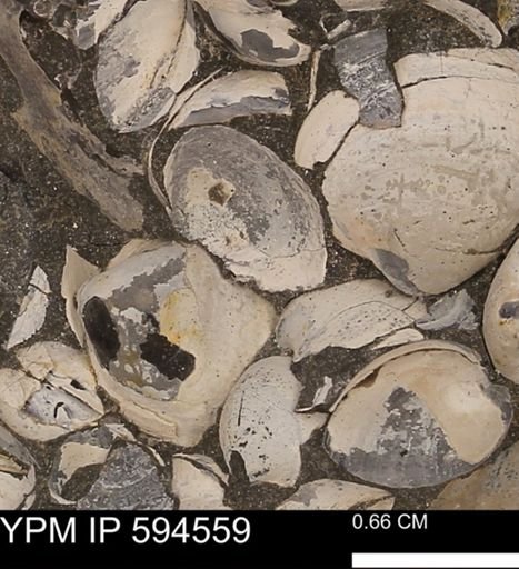 Protocardia sp.