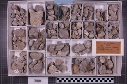 mixed taxa, stratigraphic collection