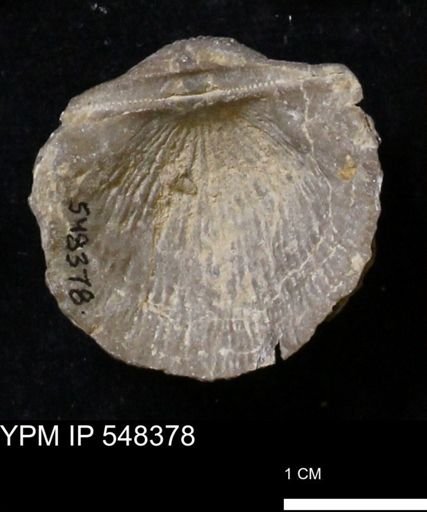 Stropheodonta navalis