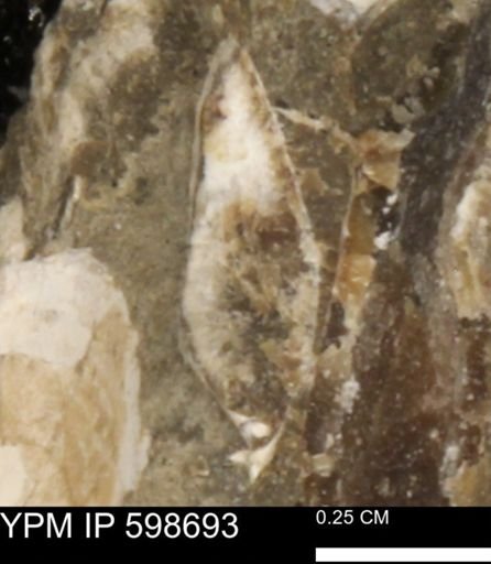 Mollusca