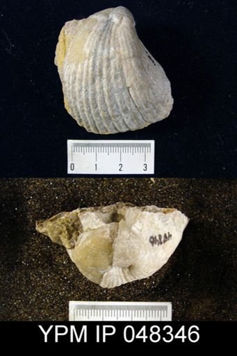 Rhipidium pingius