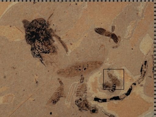 Coleoptera?