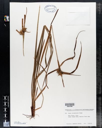 Carex intumescens