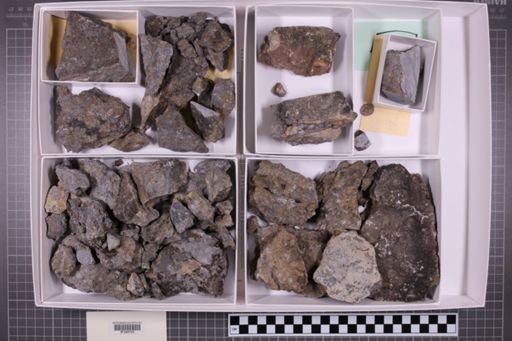 mixed taxa, stratigraphic collection