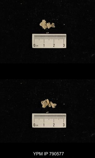 undet. Bryozoa