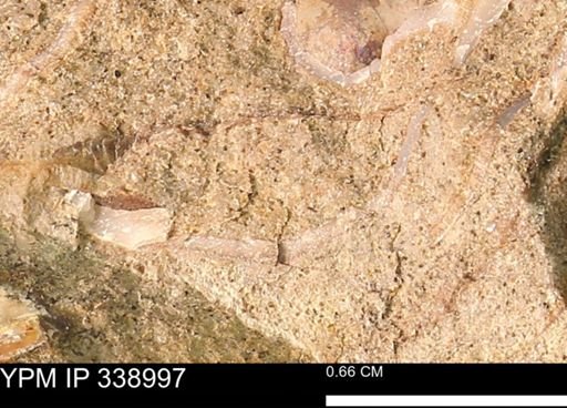 undet. Bivalvia