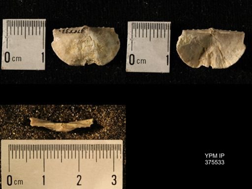 Chonetes granulifer