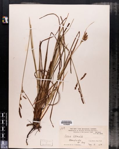 Carex barrattii