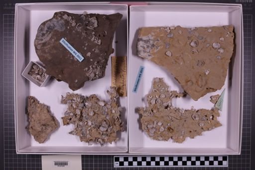 mixed taxa, stratigraphic collection