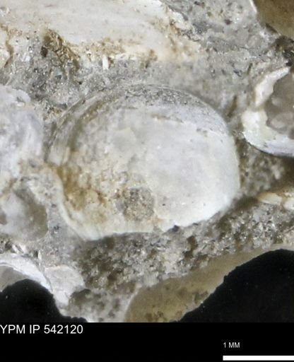 Corbulamella gregaria