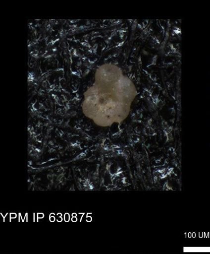 undet. Globigerinina