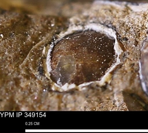undet. Mollusca