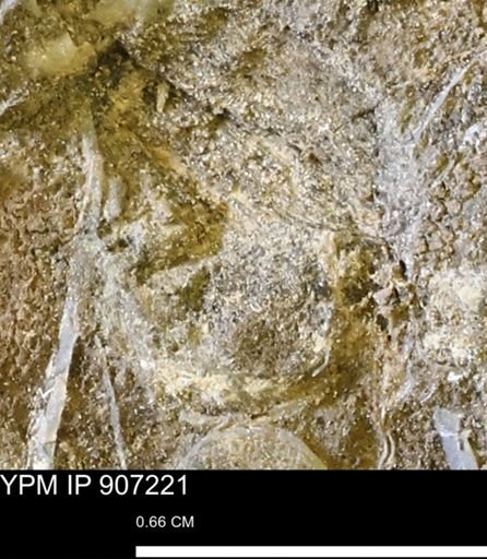 undet. Mollusca