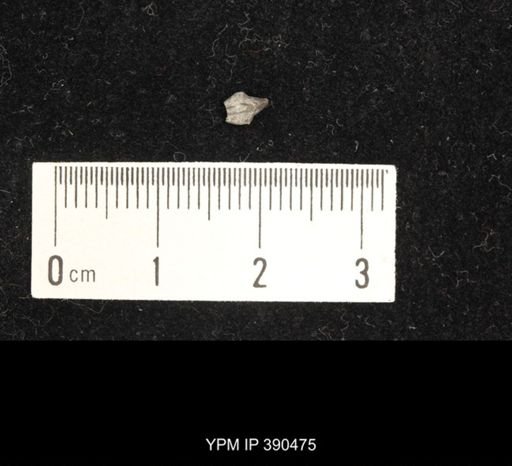 Pentremitidea goldringae