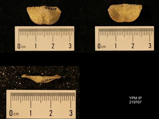 Chonetes granulifer