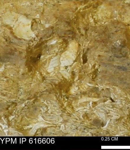 Teredo sp.