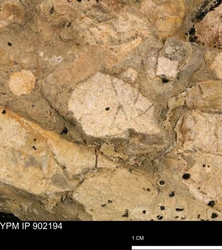undet. Mollusca