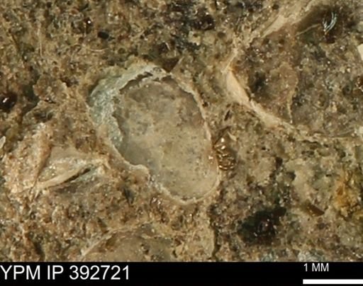 undet. Bivalvia