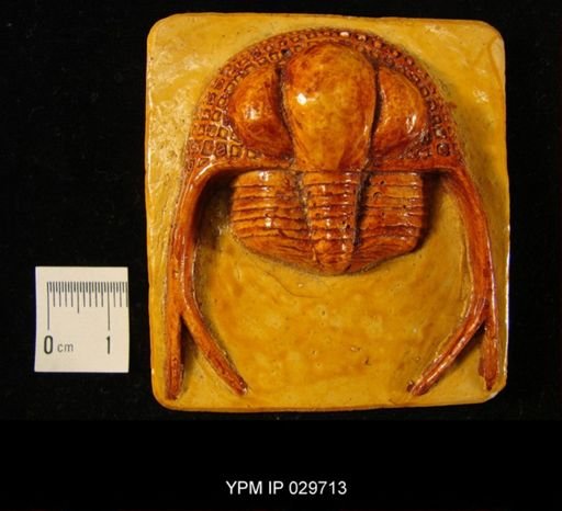 Cryptolithus pongeradi