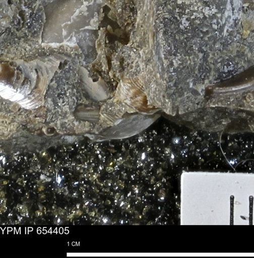 Gastropoda