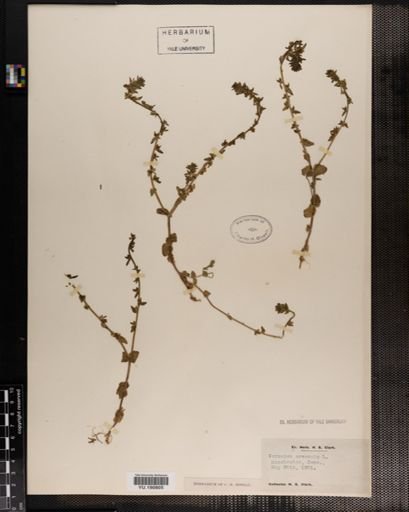 Plantae