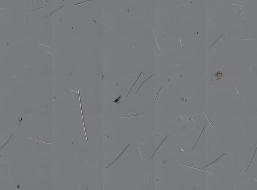 Anthosigmella varians